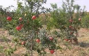 供應(yīng)適合北方種植的果樹，助力北方特色水果產(chǎn)業(yè)發(fā)展