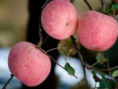 庫藏紅富士蘋果——棲霞市正揚果品商貿公司優質水果銷售